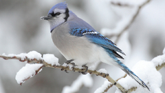 Winter snow Birds bird