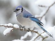 Winter snow Birds blue