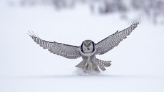 Winter snow Birds Owls