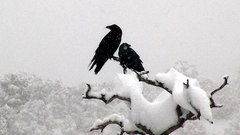 Winter snow Birds Ravens