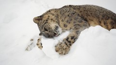 Winter snow cats Animals