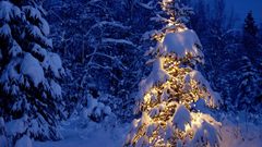 Winter snow Christmas trees