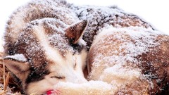 Winter snow Dogs husky
