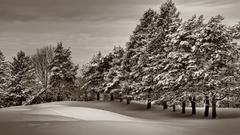Winter snow forest Landscapes