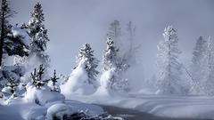 Winter snow forests