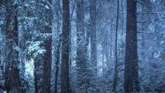 Winter snow forests