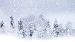 Winter snow forests