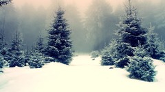 Winter snow forests