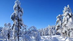Winter snow forests