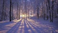 Winter snow forests sunlight