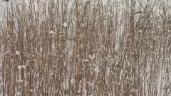 Winter snow grass nature