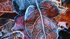 Winter snow leaf