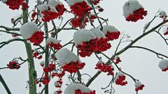 Winter snow rowan tree