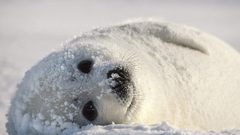 Winter snow Seals black