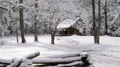 Winter snow season tree