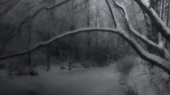 Winter snow snow landscapes