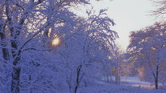 Winter snow Trees
