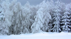 Winter snow Trees