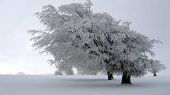 Winter snow Trees