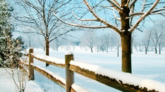 Winter snow Trees fences