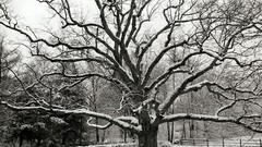 Winter snow Trees fences