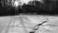 Winter snow Trees fog