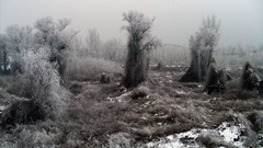 Winter snow Trees fog