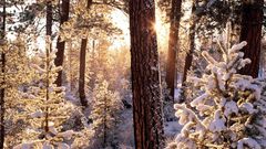 Winter snow Trees forests