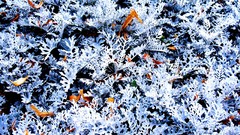 Winter snow Trees frost