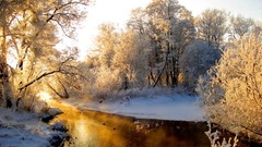 Winter snow Trees lakes