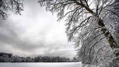 winter snow Trees landscape nature white