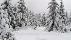 Winter snow Trees Landscapes