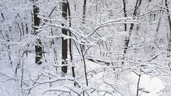 Winter snow Trees multiscreen