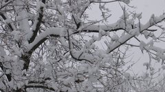 Winter snow Trees nature