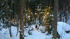 Winter snow Trees nature