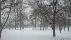 Winter snow Trees nature