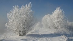 Winter snow Trees paths