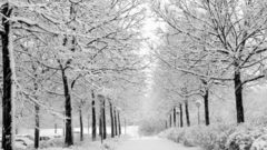 Winter snow Trees roads