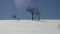 Winter snow Trees skyline