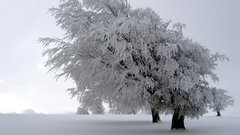 Winter snow Trees snow