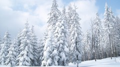 Winter snow Trees snow