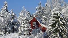 Winter snow Trees sweden