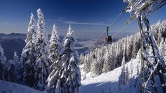 Winter snow Trees TV