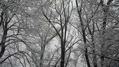 Winter snow Trees weather