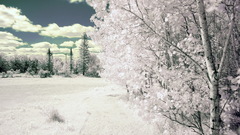 Winter snow Trees white