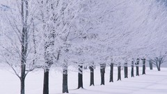Winter snow Trees white