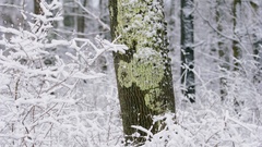 Winter snow Trees white