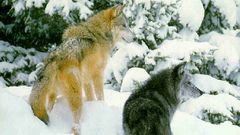 Winter snow Trees Wolves