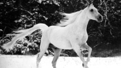 Winter snow white Animals