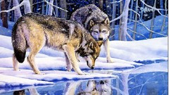 Winter snow Wolves